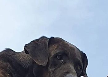 PACMA se suma a la denuncia colectiva por la liberación de Solitario, el perro abandonado en una azotea de Santoña