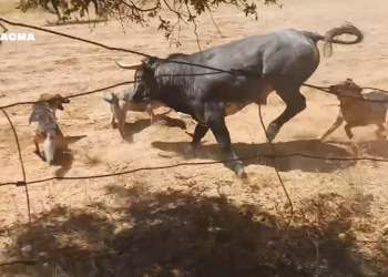 Un encierro surrealista en el campo de Guadalajara: jinetes, todoterrenos, perros y niños persiguen a un toro campo abajo