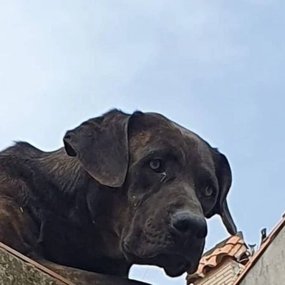 PACMA se suma a la denuncia colectiva por la liberación de Solitario, el perro abandonado en una azotea de Santoña