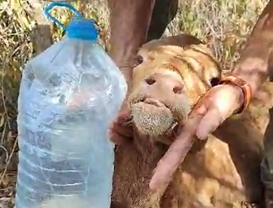 Vecinos socorren a terneros moribundos abandonados en una finca en San Roque sin respuesta del SEPRONA