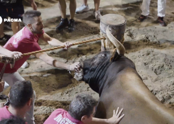 Un toro herido es embolado en una exhibición en el Grau de Castelló