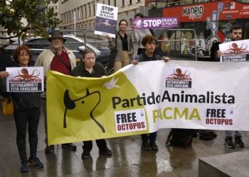 Especismo: siguen las protestas contra la apertura de la granja de pulpos de Canarias