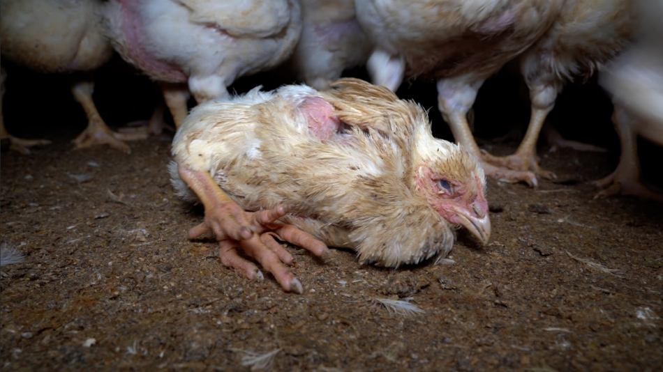 Equalia ONG descubre canibalismo, ataques al corazón y deformidades en granjas avícolas alemanas relacionadas con un proveedor de Lidl