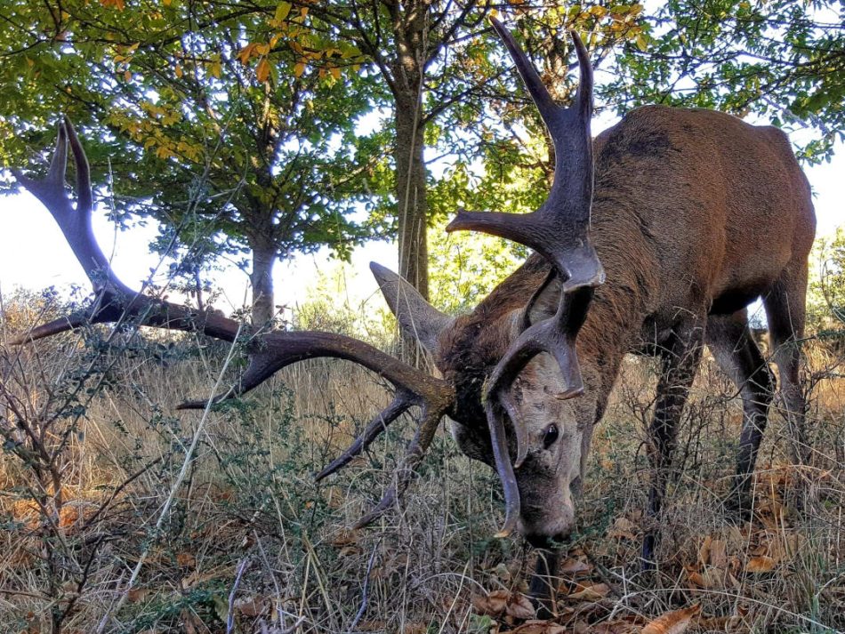 Ecologistas en Acción Zamora solicita otro modelo de gestión del ciervo en la Sierra de la Culebra durante la berrea