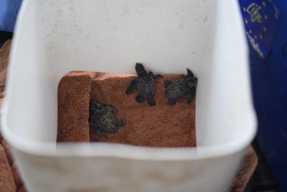 Nacen en Alicante 57 crías de tortuga boba en plena DANA