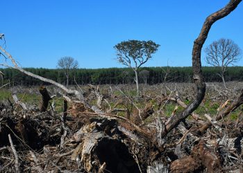 La industria del eucalipto en Brasil: las ganancias son más importantes que las personas y el planeta