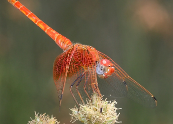 El cambio climático impulsa las invasiones de insectos