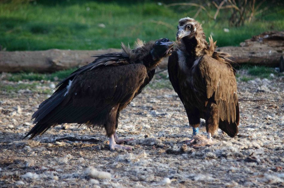 Los buitres negros reintroducidos en la Sierra de la Demanda superan el centenar