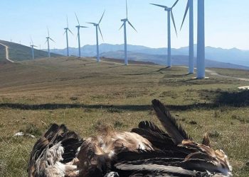 Desastre ecológico sin precedentes por el descontrol sobre las renovables en España: entidades científicas y conservacionistas estiman que anualmente los parques eólicos están acabando con la vida de entre 2 y 4 millones de aves y murciélagos