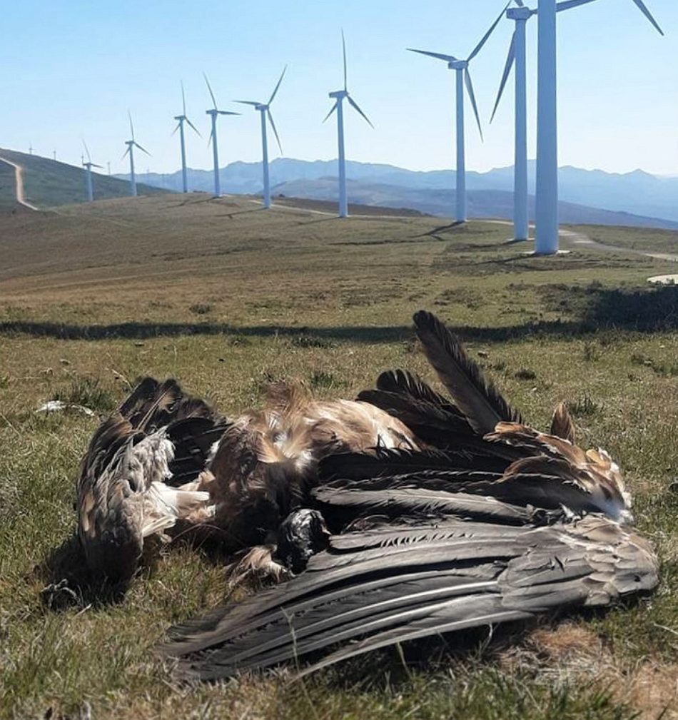 Desastre ecológico sin precedentes por el descontrol sobre las renovables en España: entidades científicas y conservacionistas estiman que anualmente los parques eólicos están acabando con la vida de entre 2 y 4 millones de aves y murciélagos