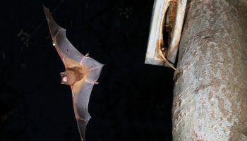 Renovables contra natura: un estudio del CSIC advierte que los parques eólicos matan cada año en España a un millón de murciélagos