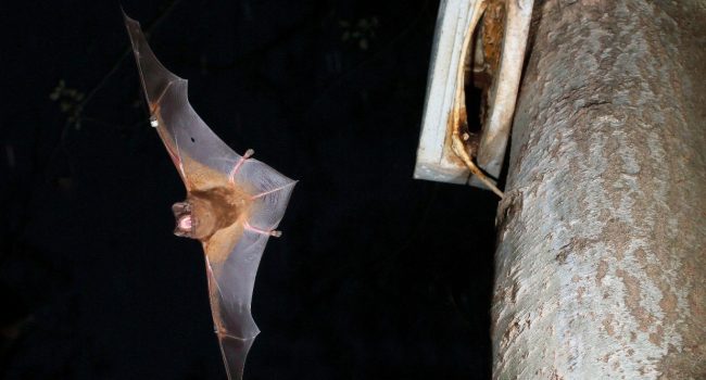 Renovables contra natura: un estudio del CSIC advierte que los parques eólicos matan cada año en España a un millón de murciélagos