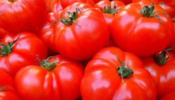 Nueva vía para crear tomates resistentes a plantas parásitas sin afectar a su crecimiento