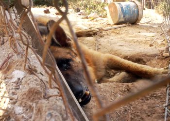 Equalia ONG pide una condena ejemplarizante por maltrato animal de más de 60 animales en la ‘Finca de los horrores’
