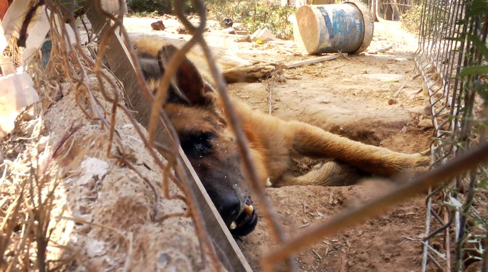 Equalia ONG pide una condena ejemplarizante por maltrato animal de más de 60 animales en la ‘Finca de los horrores’