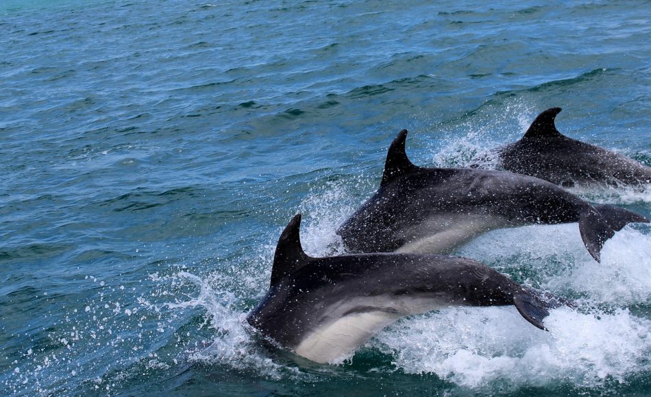 La mejor playa para ver delfines está en Tenerife