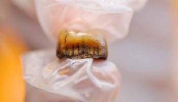 Encuentran uno de los refugios de neandertales más importantes del país con más de 50.000 años