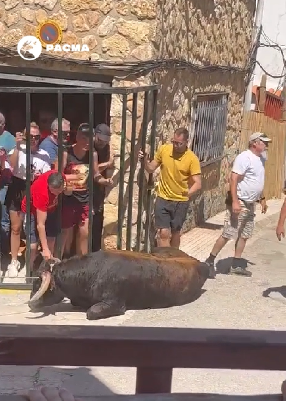 Críticas en redes sociales por el desplome de un toro ensogado en las fiestas de Riópar