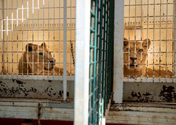 La nueva Ley de Protección y Bienestar de los animales, «una gran victoria para los animales exóticos» para ANDA, «la Ley más inútil de la historia» para PACMA