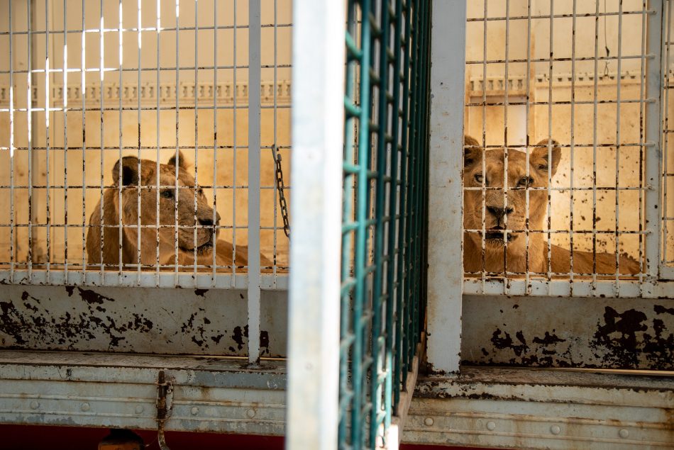 La nueva Ley de Protección y Bienestar de los animales, «una gran victoria para los animales exóticos» para ANDA, «la Ley más inútil de la historia» para PACMA