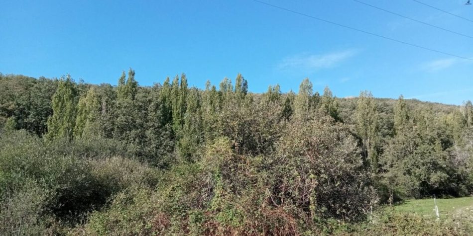 Denuncian la tala que el Ayuntamiento de Miraflores de la Sierra (Madrid) quiere acometer en la Fuente del Cura