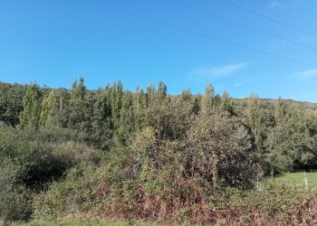 Denuncian la tala que el Ayuntamiento de Miraflores de la Sierra quiere acometer en la Fuente del Cura
