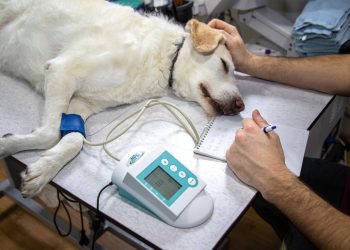 Demuestran el papel de las hormonas en la progresión de un tipo de cáncer de mama canino