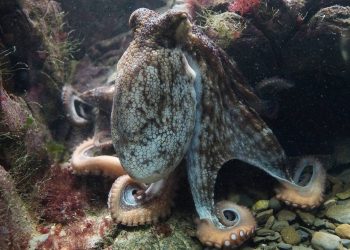 El genoma a escala cromosómica del pulpo nos enseña cómo es su cerebro