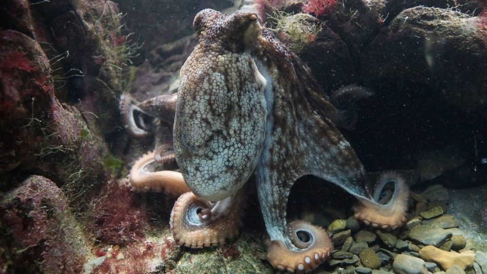 El genoma a escala cromosómica del pulpo nos enseña cómo es su cerebro