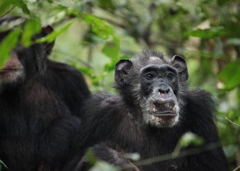 Las chimpancés salvajes también pasan parte de su vida con menopausia