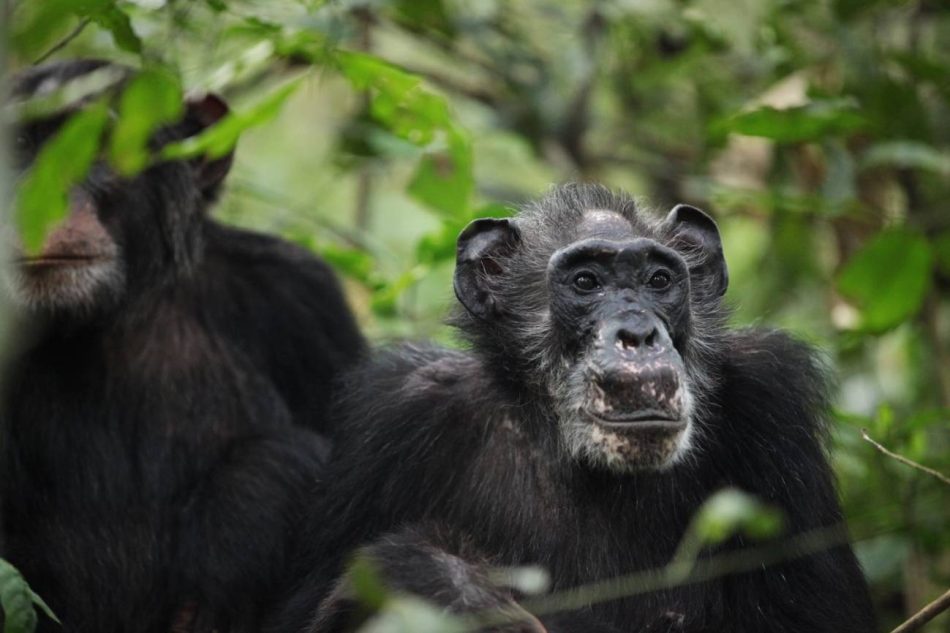 Las chimpancés salvajes también pasan parte de su vida con menopausia