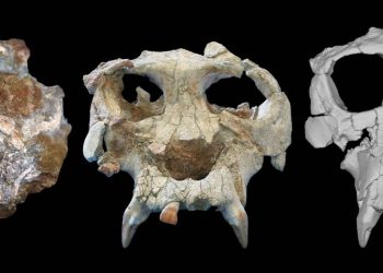 Reconstruyen el cráneo de nuestro primer pariente, un gran simio de 12 millones de años hallado en Cataluña