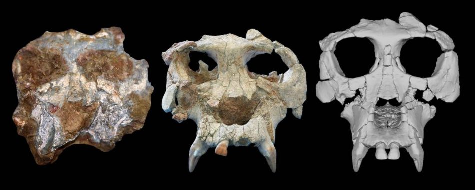 Reconstruyen el cráneo de nuestro primer pariente, un gran simio de 12 millones de años hallado en Cataluña