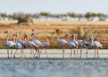 Alianza Verde reclama al Ministerio de Transición Ecológica aumentar el número de áreas marinas protegidas para cumplir con el objetivo de la Estrategia de Biodiversidad de la UE 