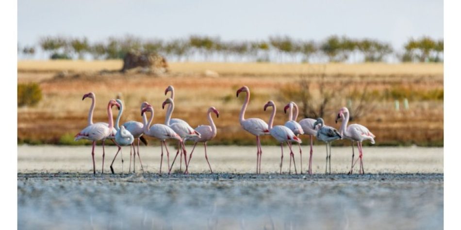 Alianza Verde reclama al Ministerio de Transición Ecológica aumentar el número de áreas marinas protegidas para cumplir con el objetivo de la Estrategia de Biodiversidad de la UE 