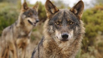 Ecologistas en Acción y Fondo Lobo impugnan ante los tribunales el informe que declara «favorable» el estado de conservación del lobo ibérico