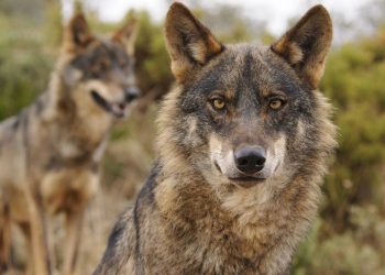 Ecologistas en Acción rechaza la propuesta de rebajar la protección del lobo en el Convenio de Berna