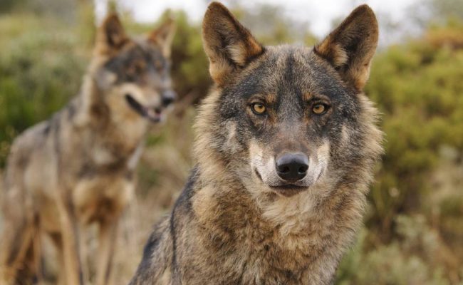 Ecologistas en Acción y Fondo Lobo impugnan ante los tribunales el informe que declara «favorable» el estado de conservación del lobo ibérico