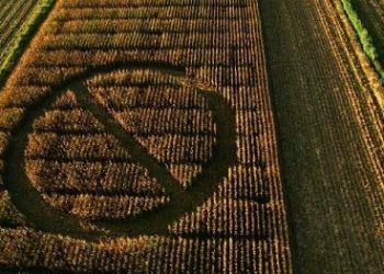 Carta al Gobierno para que retire su apoyo a la propuesta de ley que pretende eliminar la evaluación y el etiquetado de los nuevos organismos modificados genéticamente en la UE