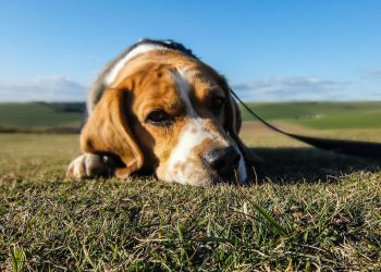 PACMA denuncia el «coladero» de sacrificios propuesto para la Ley de Protección Animal y solicita una rectificación pública inmediata