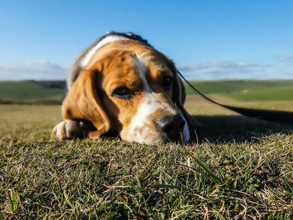 PACMA denuncia el «coladero» de sacrificios propuesto para la Ley de Protección Animal y solicita una rectificación pública inmediata