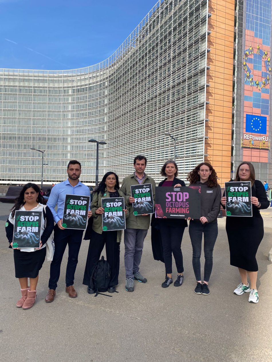 PACMA abre diálogo en Bruselas para pedir a la Comisión y Parlamento europeos que no permitan la cría intensiva de pulpos