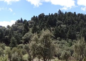 Ecologistas denuncia el nuevo modelo de uso público en el parque natural Sierra de Grazalema