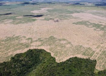 Deforestación cayó 59 por ciento en bosques de costa de Brasil
