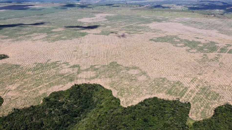 Deforestación cayó 59 por ciento en bosques de costa de Brasil