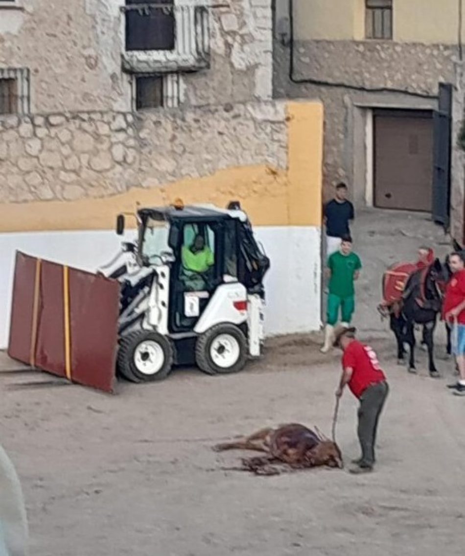 El Juzgado de Instrucción Nº1 de Guadalajara investigará la muerte de un becerro en una presunta clase práctica taurina en Pastrana tras la denuncia de PACMA