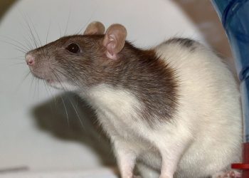 Las ratas también tienen la capacidad de imaginar lugares
