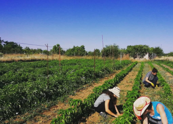 «La transición agroecológica permitirá llegar a más de 1 millón de puestos de empleo agrario en España»