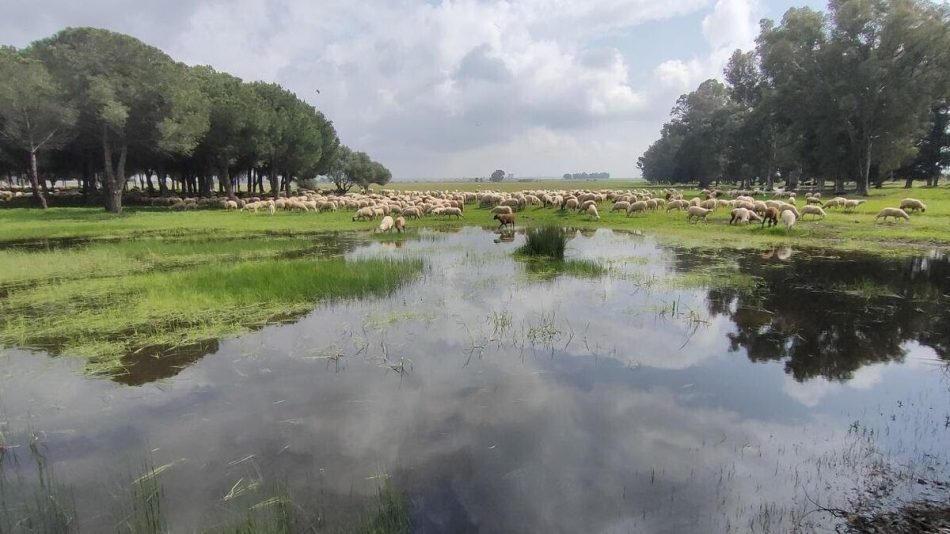 Podemos-IU Sevilla propone al Ayuntamiento la creación de un anillo verde en la zona este de Sevilla