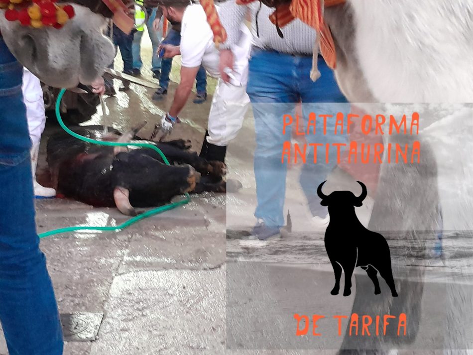 La Plataforma antitaurina de Tarifa lamenta profundamente la reciente “novillada” celebrada en la plaza de toros de Tarifa